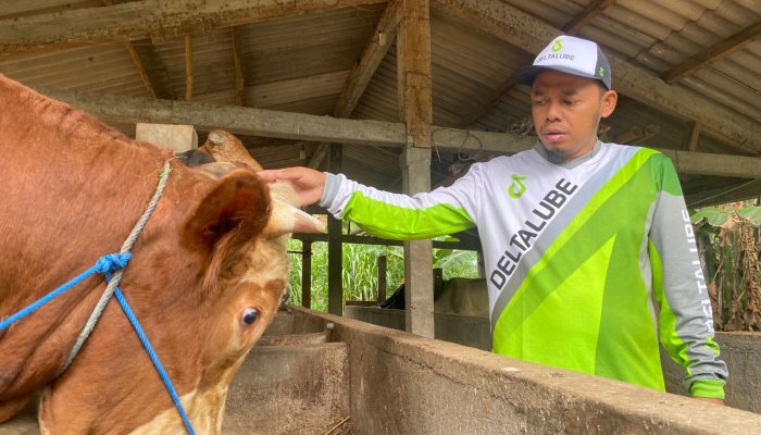 Sapi dan Kambing juga Moody, Ini Cerita Aziz Dagang Hewan Kurban Puluhan Tahun di Semarang