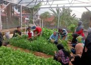 Karang Taruna Tinjomoyo Sulap Lahan Tidur Jadi Area Urban Farming, Tanam Aneka Sayur hingga Budidaya Ikan