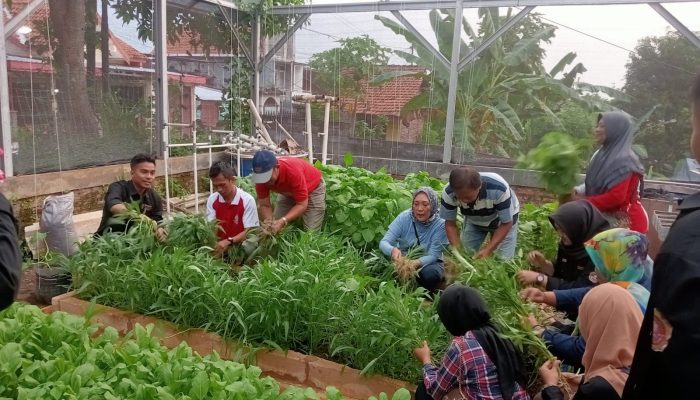 Karang Taruna Tinjomoyo Sulap Lahan Tidur Jadi Area Urban Farming, Tanam Aneka Sayur hingga Budidaya Ikan