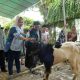 Serahkan Hewan Kurban Hingga ke Wilayah Pinggiran Semarang, Mbak Ita Berharap Pembagian Daging Merata