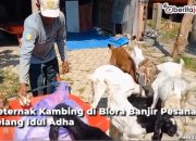 Video Peternak Kambing di Blora Banjir Pesanan Jelang Idul Adha
