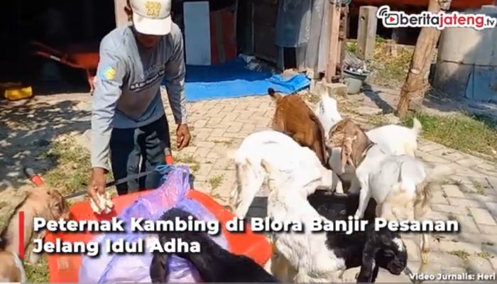 Video Peternak Kambing di Blora Banjir Pesanan Jelang Idul Adha