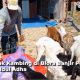 hewan kurban Blora