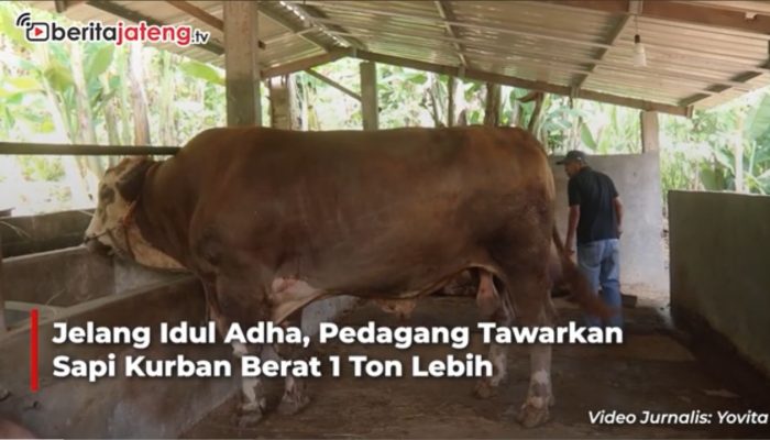 Video Jelang Idul Adha, Pedagang Tawarkan Sapi Kurban Berat 1 Ton Lebih, Seharga Mobil