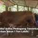 sapi kurban 1 ton