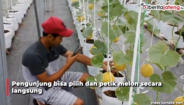 Video Wisata Petik Melon di Sumberejo, Blora Jadi Favorit Pengunjung