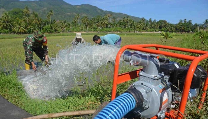 Targetkan Swasembada Pangan, Kementan Bangun Pertanian Modern: di Jawa Tengah 10 Ribu Hektare