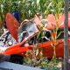 minibus terjun ke kebun jagung