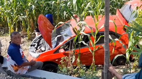 minibus terjun ke kebun jagung