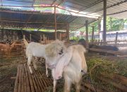 kambing semarang | Antraks Hewan