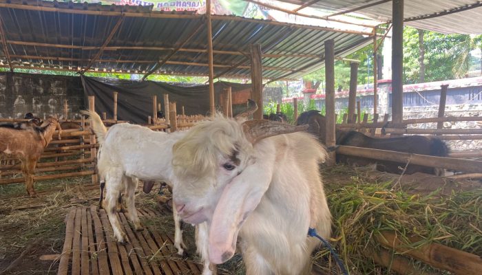 Pastikan Tak Ada Antraks di Jateng, Disnakkeswan Ungkap Begini Ciri-ciri Hewan Kurban Patut Dicurigai