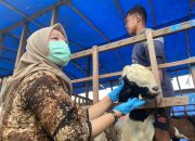 Petugas Dispertan Kota Semarang // kambing sakit
