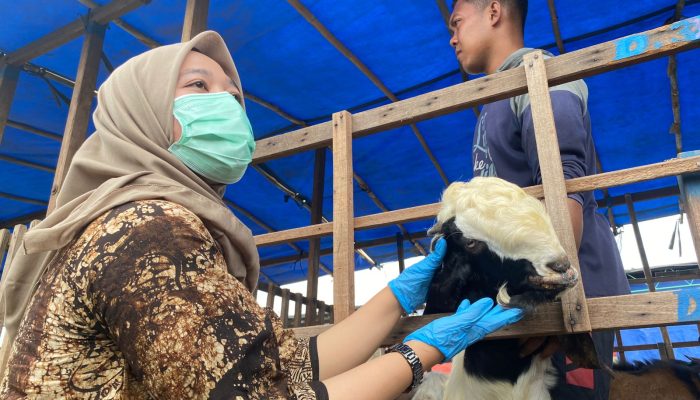 Waduh! Belasan Kambing Kurban di Semarang Ditemukan Sakit Cacar