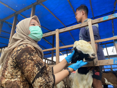 Petugas Dispertan Kota Semarang // kambing sakit