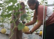 agrowisata petik buah