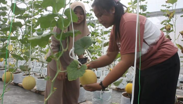 Suka Bertani dan Berwisata? Agrowisata Petik Buah Melon Milik Pemuda Blora Ini Jadi Favorit Warga
