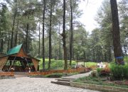 Hutan Pinus Limpakuwus