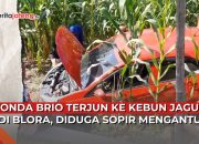 Honda Brio terperosok ke kebun jagung