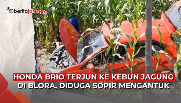 Video Sopir Ngantuk, Honda Brio Terjun ke Kebun Jagung