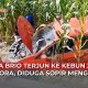Honda Brio terperosok ke kebun jagung