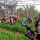 Karang Taruna Tinjomoyo Sulap Lahan Tidur Jadi Area Urban Farming, Tanam Aneka Sayur hingga Budidaya Ikan