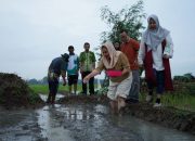 Tanam Padi Biosalin di Lahan Rob, Pemkot Semarang dan BRIN Implementasikan Hasil Riset di Wilayah Pesisir