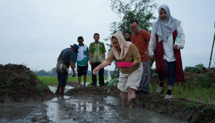 Tanam Padi Biosalin di Lahan Rob, Pemkot Semarang dan BRIN Implementasikan Hasil Riset di Wilayah Pesisir