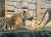 Solo Safari Peringati Tiger Day Berikan Spesial Tumpeng Daging pada Harimau