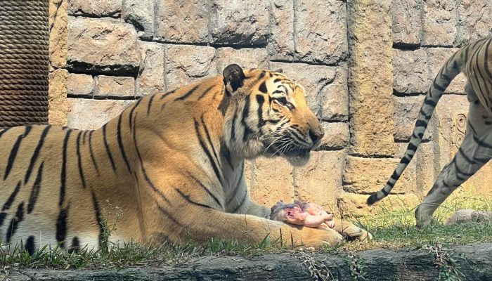 Solo Safari Peringati Tiger Day Berikan Spesial Tumpeng Daging pada Harimau
