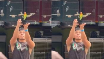 Bikin Konten Bebaskan Burung Lovebird, Saaih Halilintar Malah Panen Hujatan