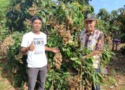 budidaya kelengkeng
