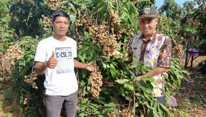 Akibat Lahan Pertanian Sering dirusak Ayam Tetangga, Warga Rembang Justru Beralih ke Budidaya Kelengkeng Hingga Sukses Memanen Hasilnya