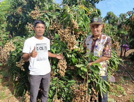 budidaya kelengkeng