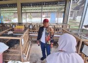 Dikirim Hingga Pontianak, Ketua DPRD Jawa Tengah Sumanto Dukung Pengembangan Ayam Maron