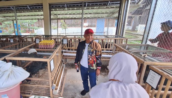 Dikirim Hingga Pontianak, Ketua DPRD Jawa Tengah Sumanto Dukung Pengembangan Ayam Maron