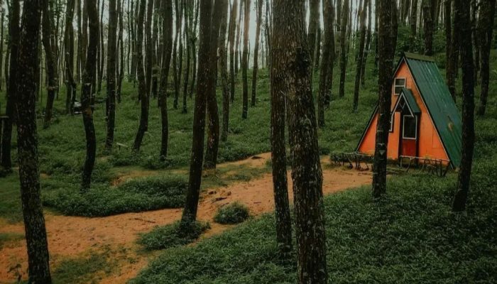Informasi Lengkap Seputar Hutan Pinus Kragilan Magelang: Daya Tarik, Jam Buka dan Tiket Masuk