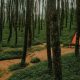 Hutan Pinus Kragilan Magelang
