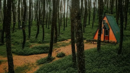 Hutan Pinus Kragilan Magelang