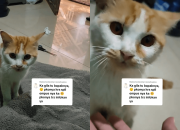 Bapak Kos Makan Kucing