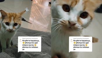 Astaga! Dijadikan Obat Diabetes, Ini Kucing yang Dimakan Bapak Kos di Gunungpati Semarang