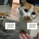 Bapak Kos Makan Kucing