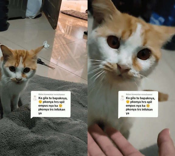 Bapak Kos Makan Kucing