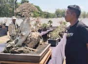 Bermacam Bonsai Unik Hiasi Pameran Piala Alugoro Cup Blora, Pol Apik Capai Ratusan Juta Rupiah