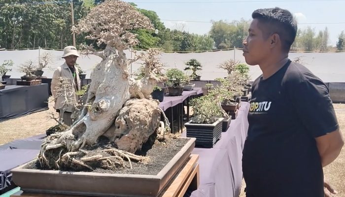 Bermacam Bonsai Unik Hiasi Pameran Piala Alugoro Cup Blora, Pol Apik Capai Ratusan Juta Rupiah