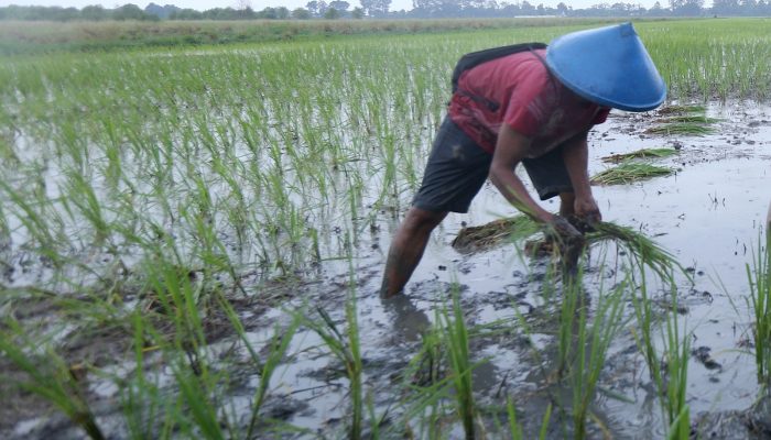 Banjir, Belasan Ribu Hektare Sawah di Jateng Terancam Gagal Panen