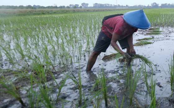 Padi Biosalin Siap Pindah Tanam, Jadi Upaya Tingkatkan Ketahanan Pangan Kota Semarang