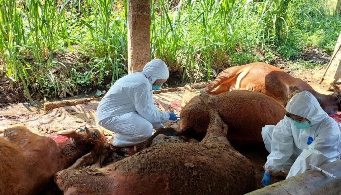 26 Sapi di Kota Semarang Terserang PMK, Kadispertan Minta Stop Sapi dari Luar Kota
