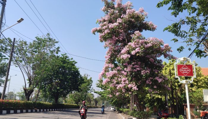 Vibes Jepang Banget, Bunga Tabebuya Bermekaran di Kota Semarang