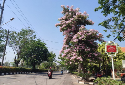 Vibes Jepang Banget, Bunga Tabebuya Bermekaran di Kota Semarang