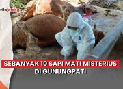 sapi mati misterius di Gunungpati